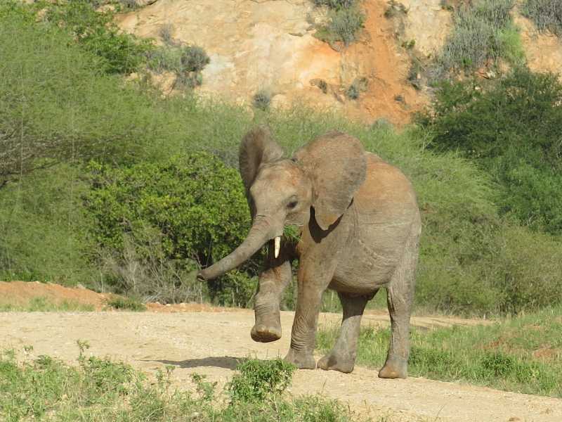 elephant6